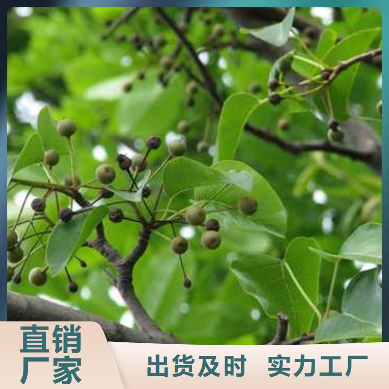 杜梨树苗种植方法