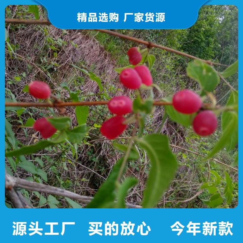 杈杷果苗育苗基地