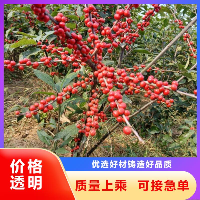 北美冬青為什么那么貴廠家報(bào)價(jià)