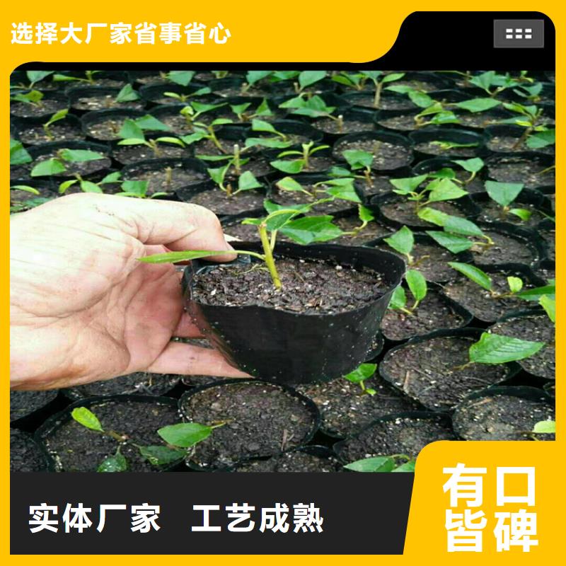 北美冬青苗种植技术