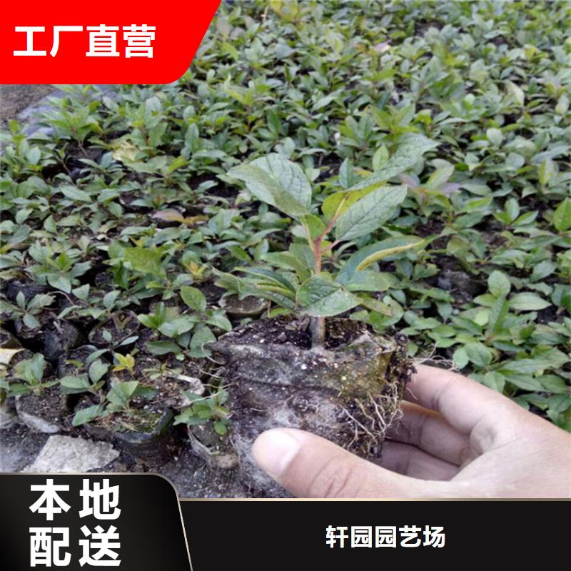 【北美冬青】板栗苗专注细节使用放心