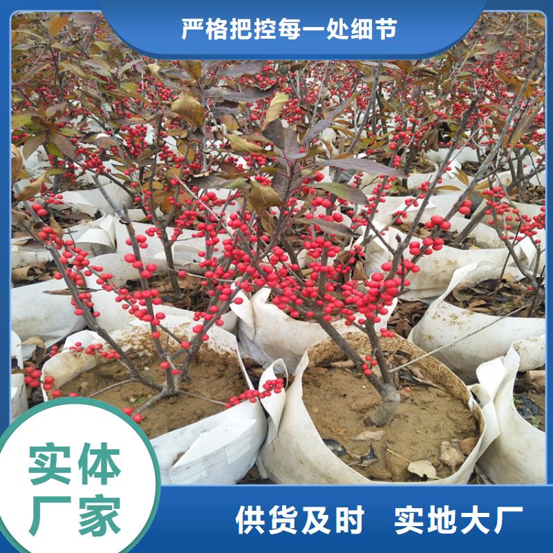 北美冬青種植基地