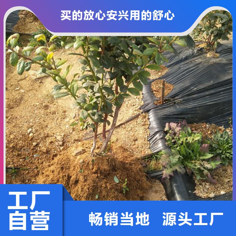 蓝莓苗苹果苗放心得选择