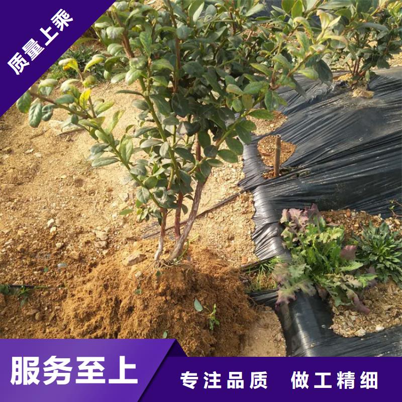 蓝莓苗3公分石榴苗推荐商家