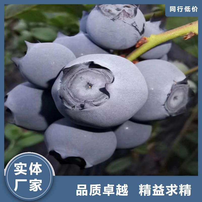 【蓝莓苗,苹果苗源头厂家量大价优】