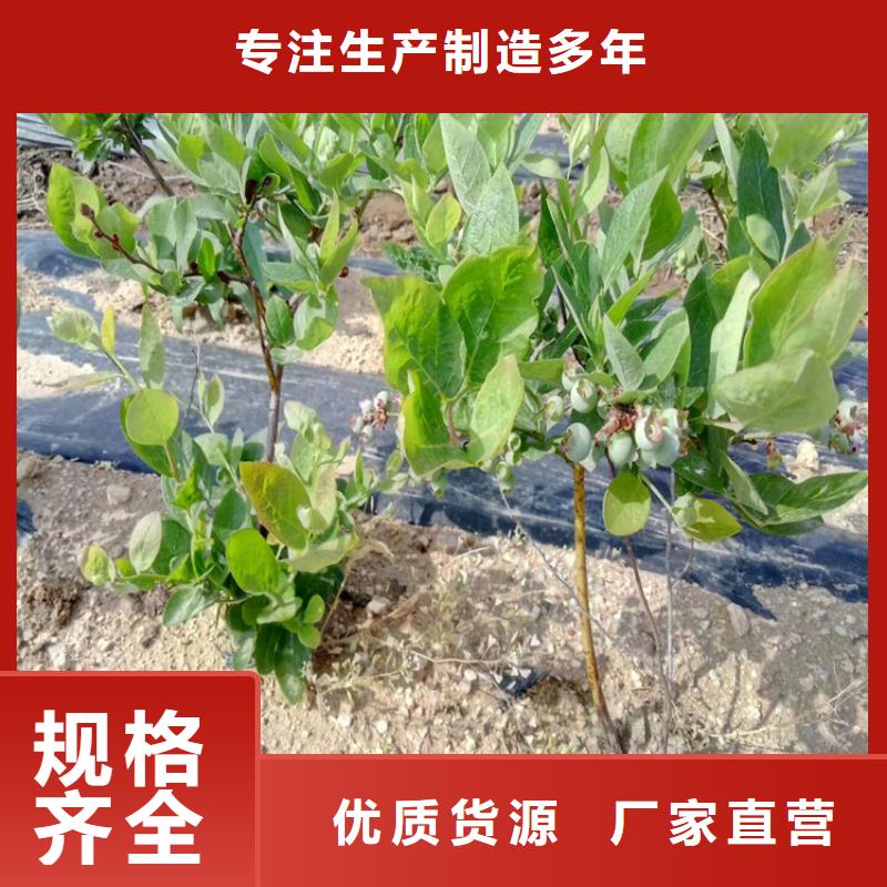 蓝莓苗,【3公分石榴苗】源厂供货