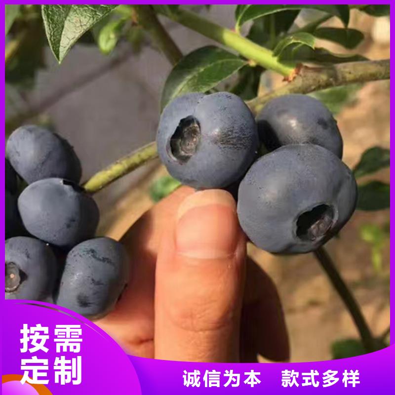 【蓝莓苗_樱桃苗极速发货】