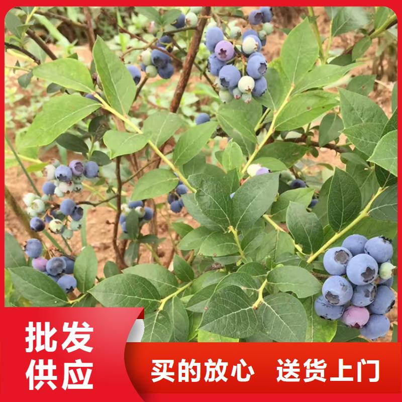 蓝莓苗板栗苗好厂家有担当