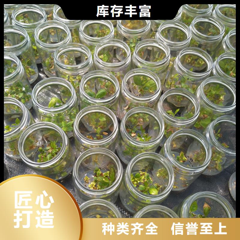 蓝莓苗苹果苗定制不额外收费