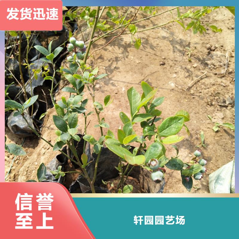 【蓝莓苗,苹果苗源头厂家量大价优】