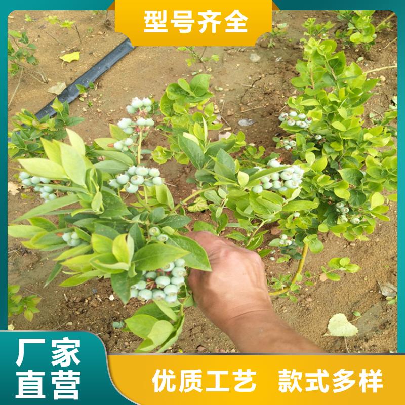 蓝莓苗【苹果苗】经验丰富质量放心