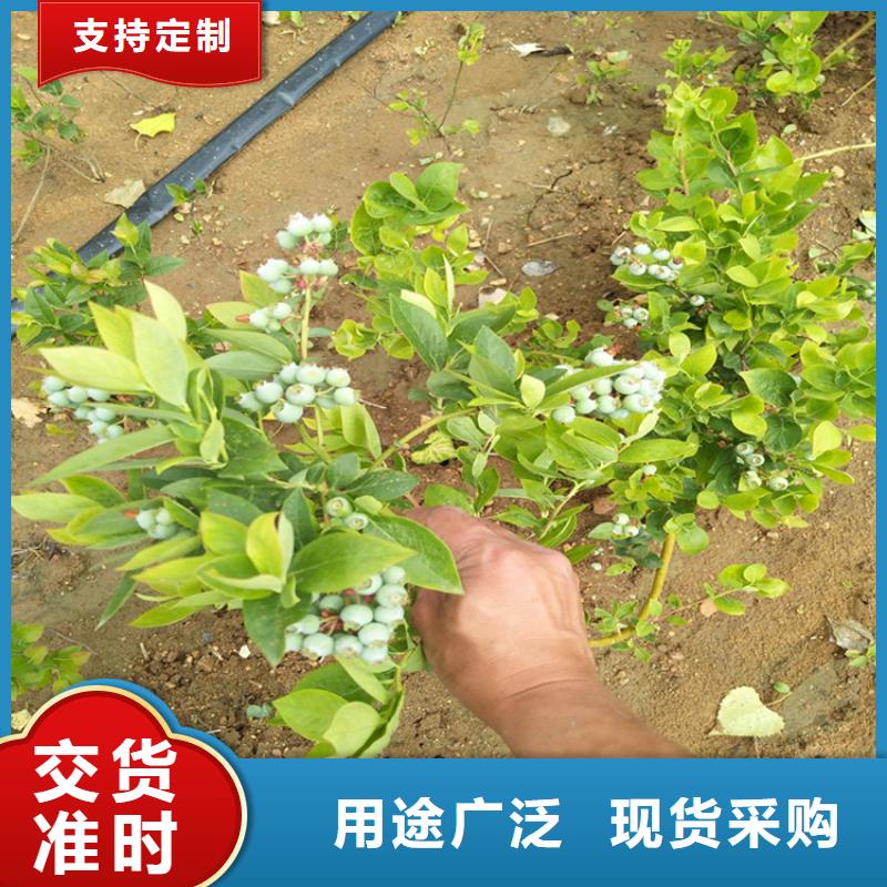 【蓝莓苗】石榴树苗专业按需定制