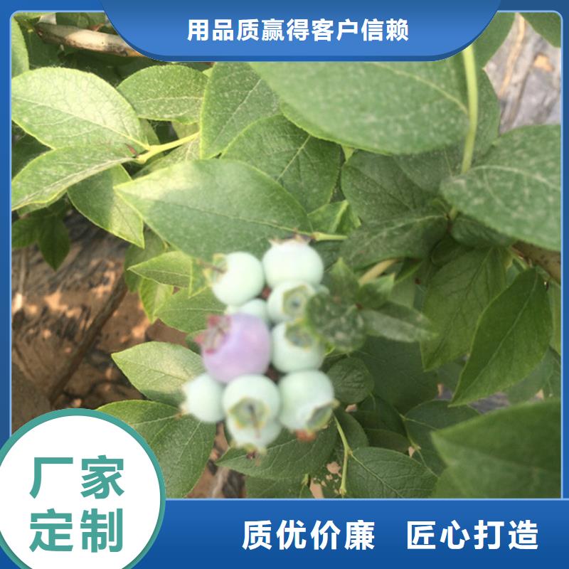 蓝莓苗苹果苗匠心工艺