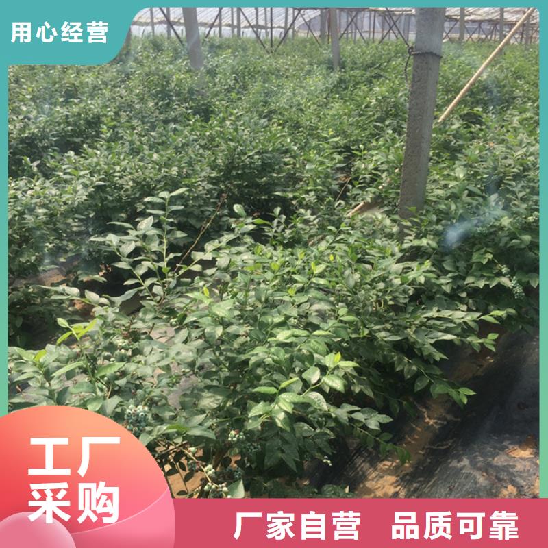 蓝莓苗樱桃苗实拍展现