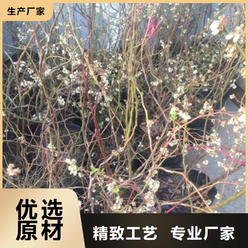 蓝莓苗【樱桃苗】源厂供货