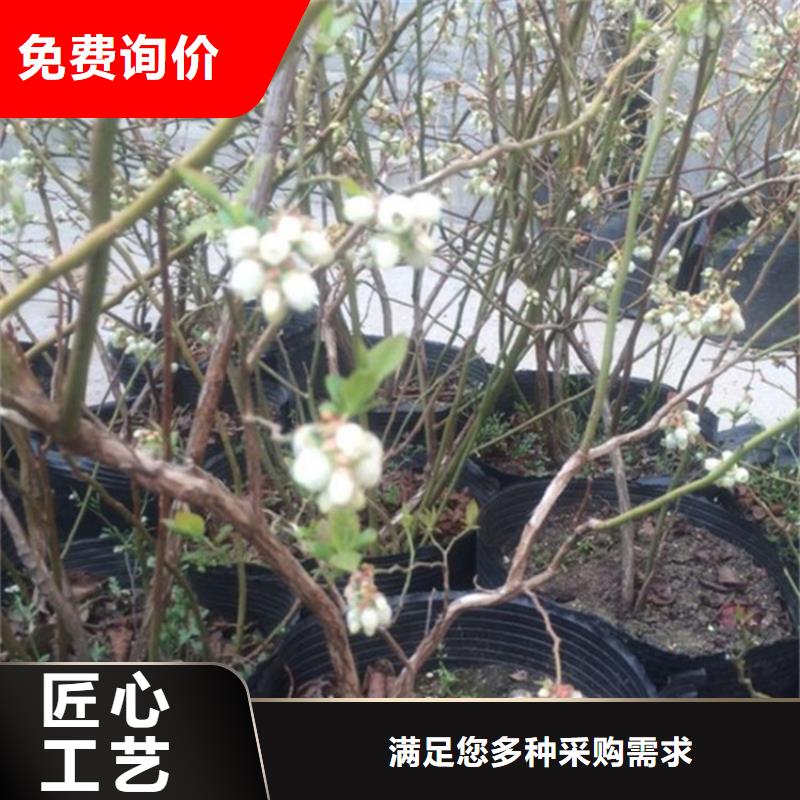 【蓝莓苗,苹果苗源头厂家量大价优】