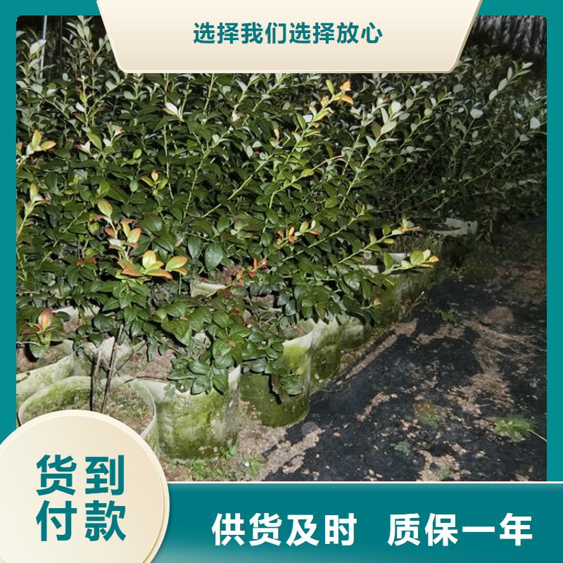 蓝莓苗【无花果苗】今日新品