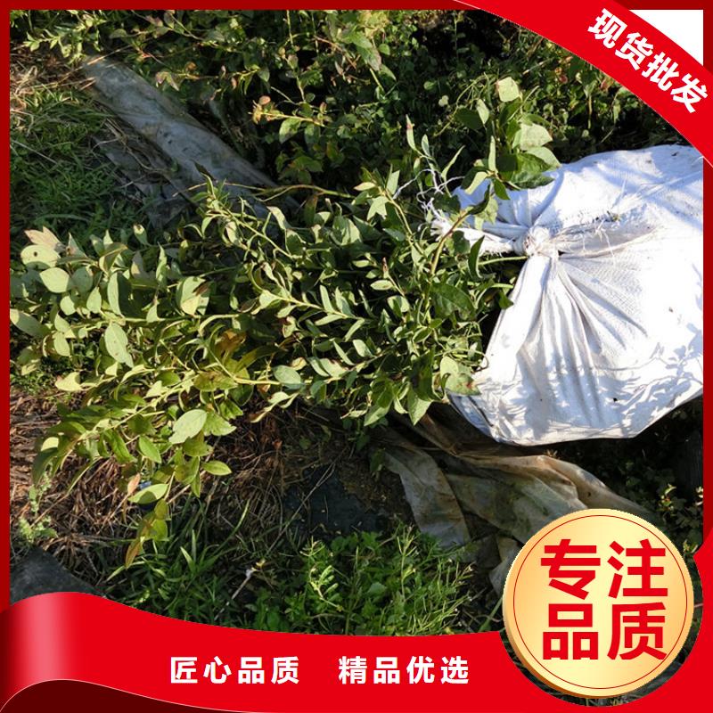 蓝莓苗【无花果苗】今日新品