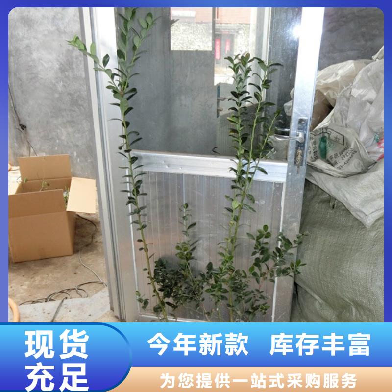 【蓝莓苗,苹果苗源头厂家量大价优】