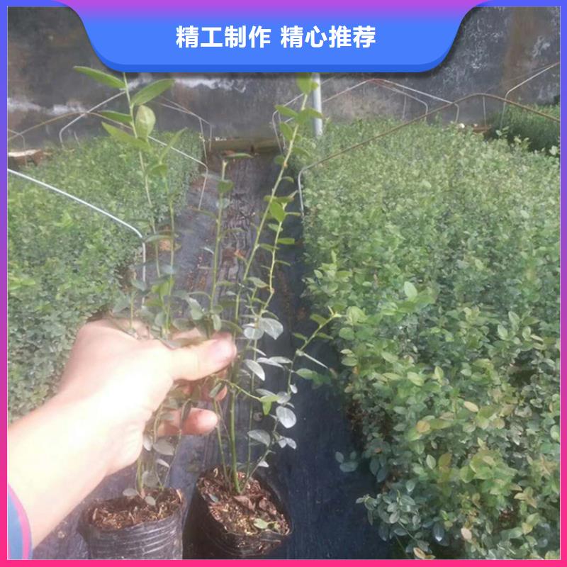 结果蓝莓树多少钱一棵