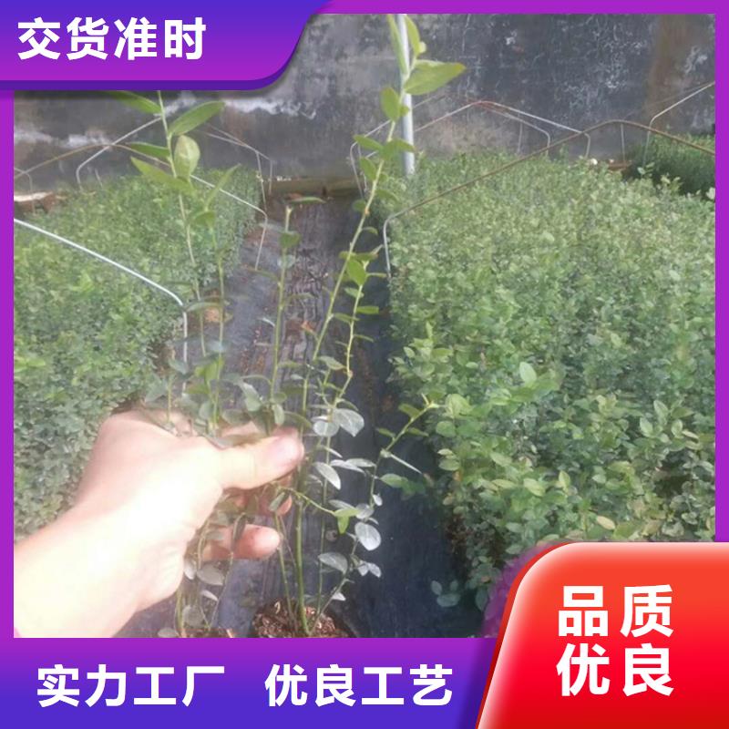 蓝莓苗_【苹果苗】一站式供应