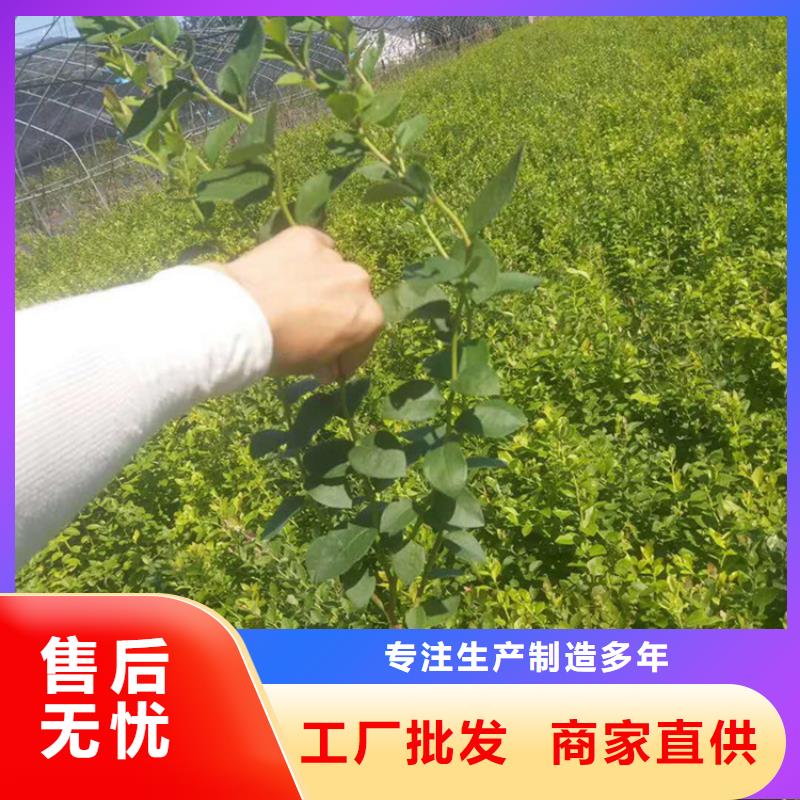 蓝莓苗樱桃苗实拍展现