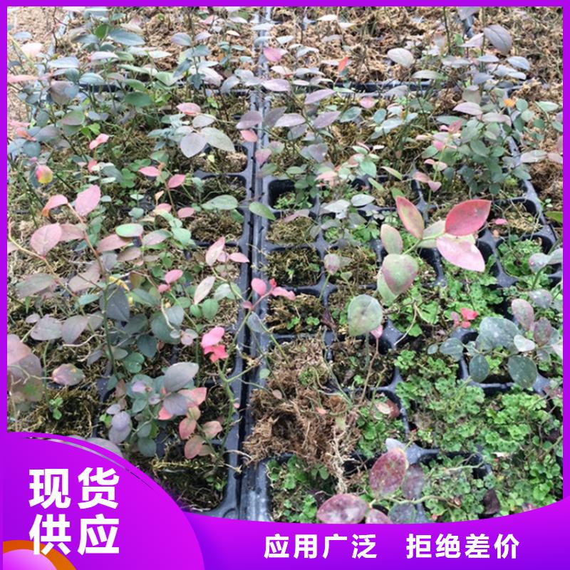 【蓝莓苗_樱桃苗极速发货】