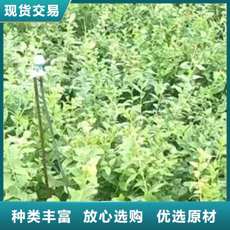 蓝莓苗3公分石榴苗推荐商家