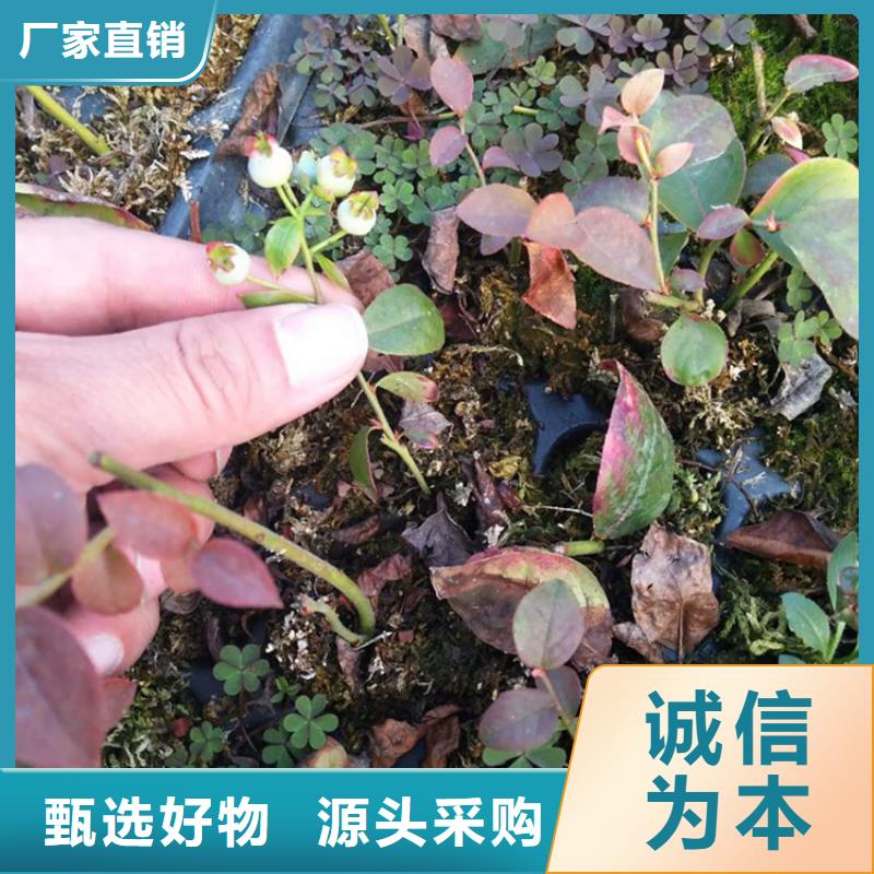 蓝莓穴盘苗批发