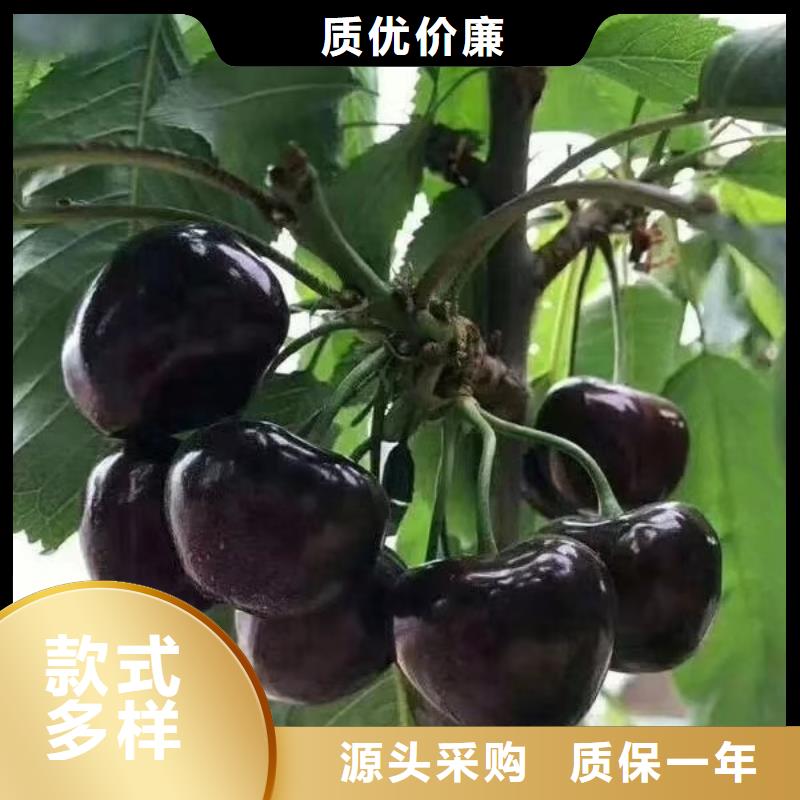 樱桃苹果苗工厂价格