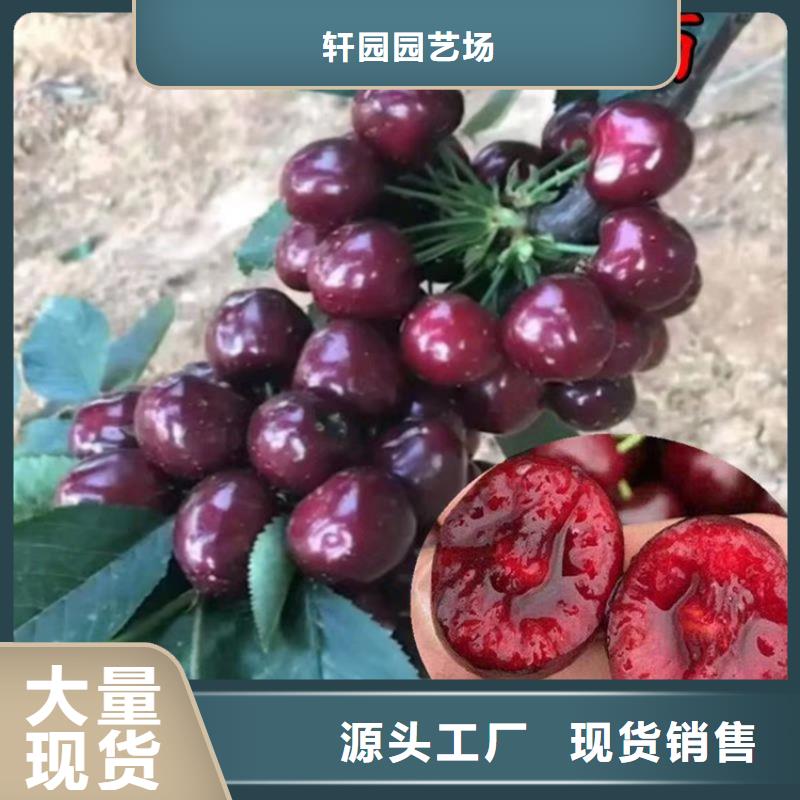 大樱桃苗根系发达