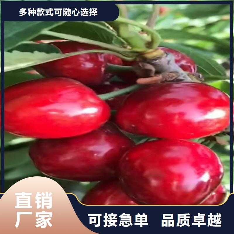 樱桃苹果苗工厂价格