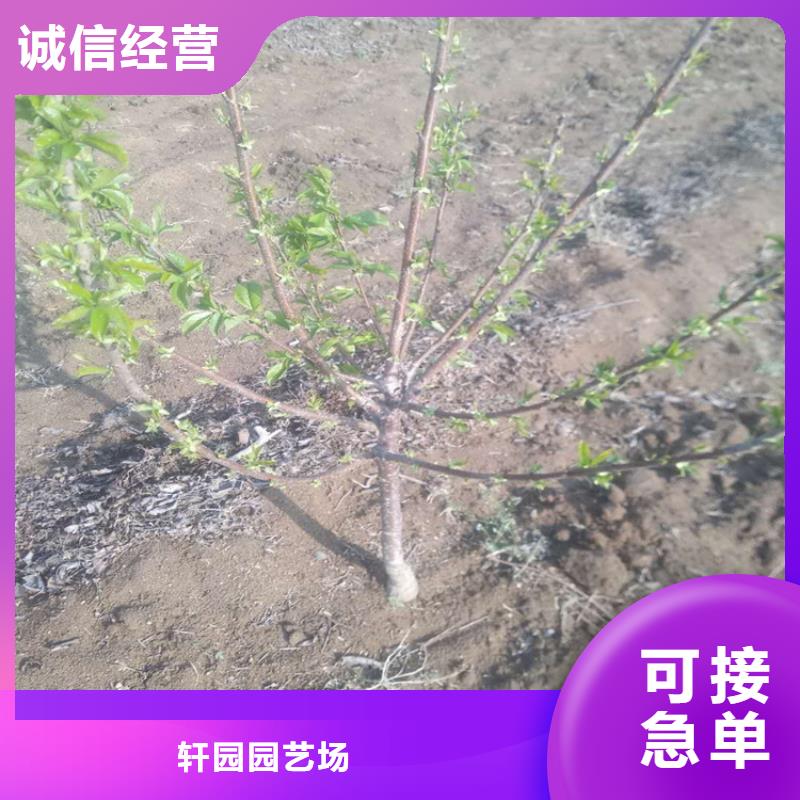 矮化大樱桃树苗经济效益