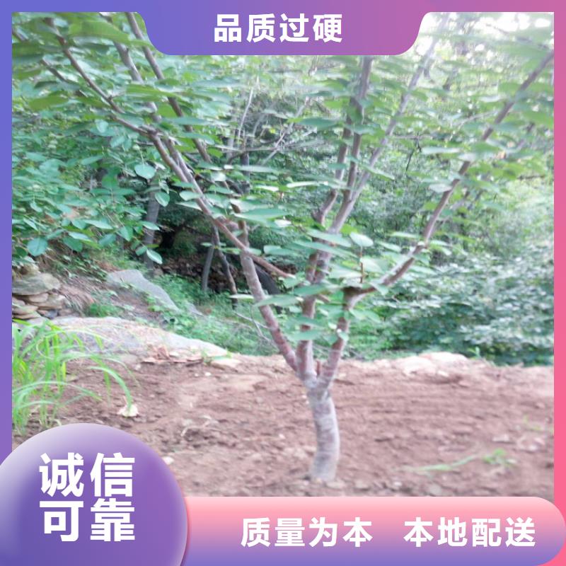 樱桃-苹果苗精选优质材料