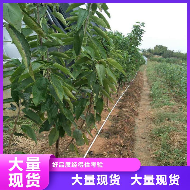 樱桃-【蓝莓苗】经验丰富质量放心