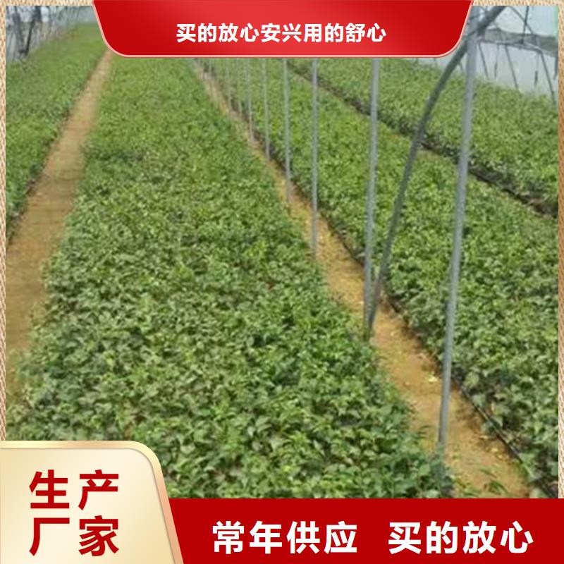 嫁接樱桃苗种植基地