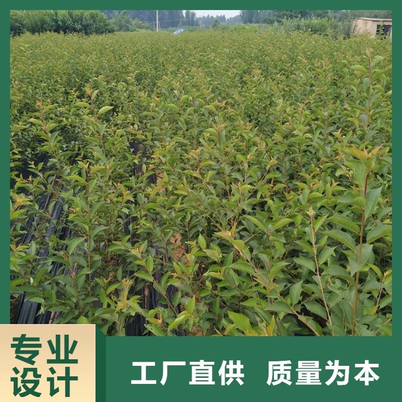 大樱桃树苗适合种植地区