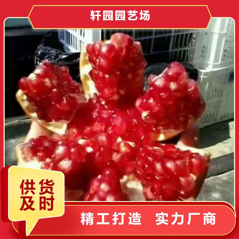 软籽石榴苗价格