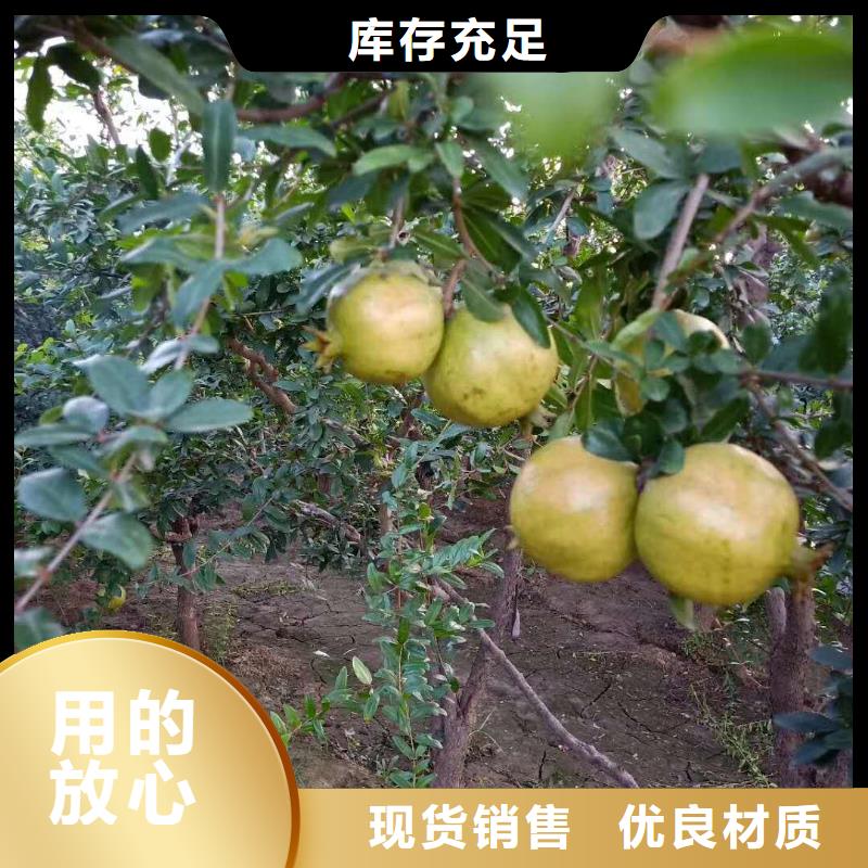 黑籽石榴树苗质优价廉