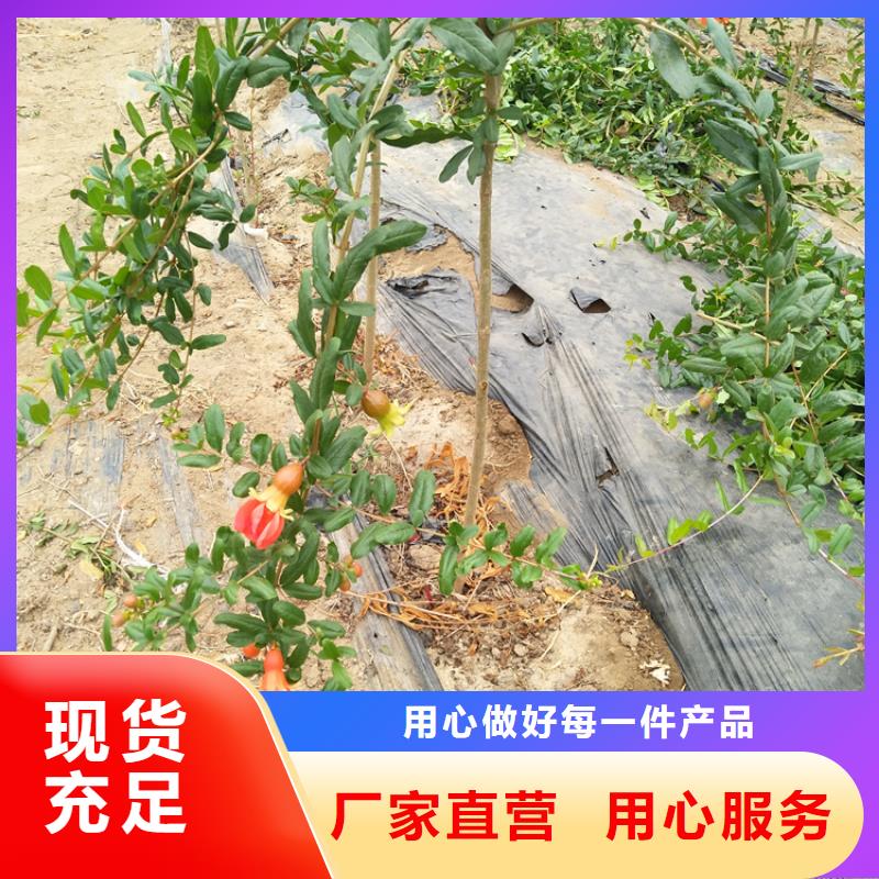 甜籽石榴树适合种植地区