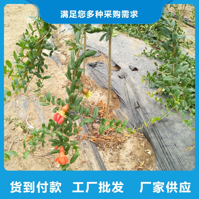 石榴苗大棚种植