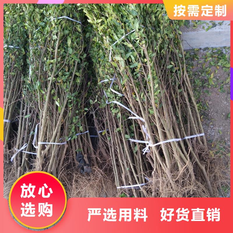 石榴树种植基地