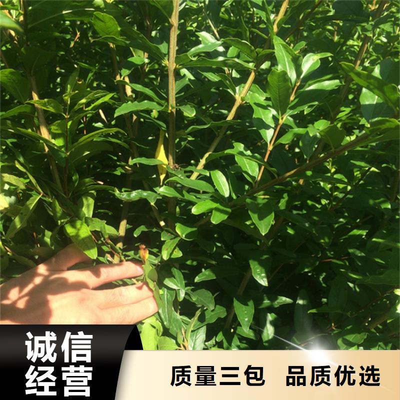 黑籽石榴树苗种植基地