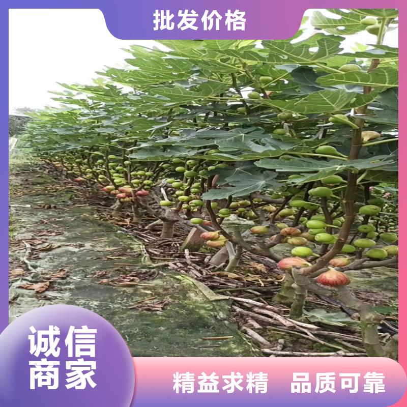 【無花果】石榴樹原廠制造