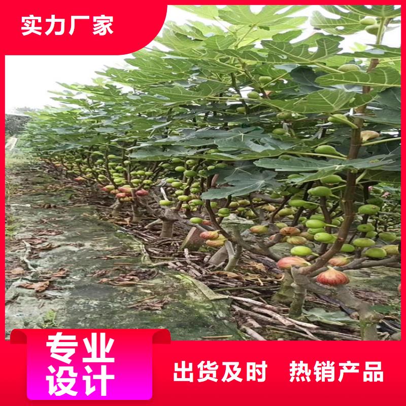 无花果樱桃苗品质好才是硬道理