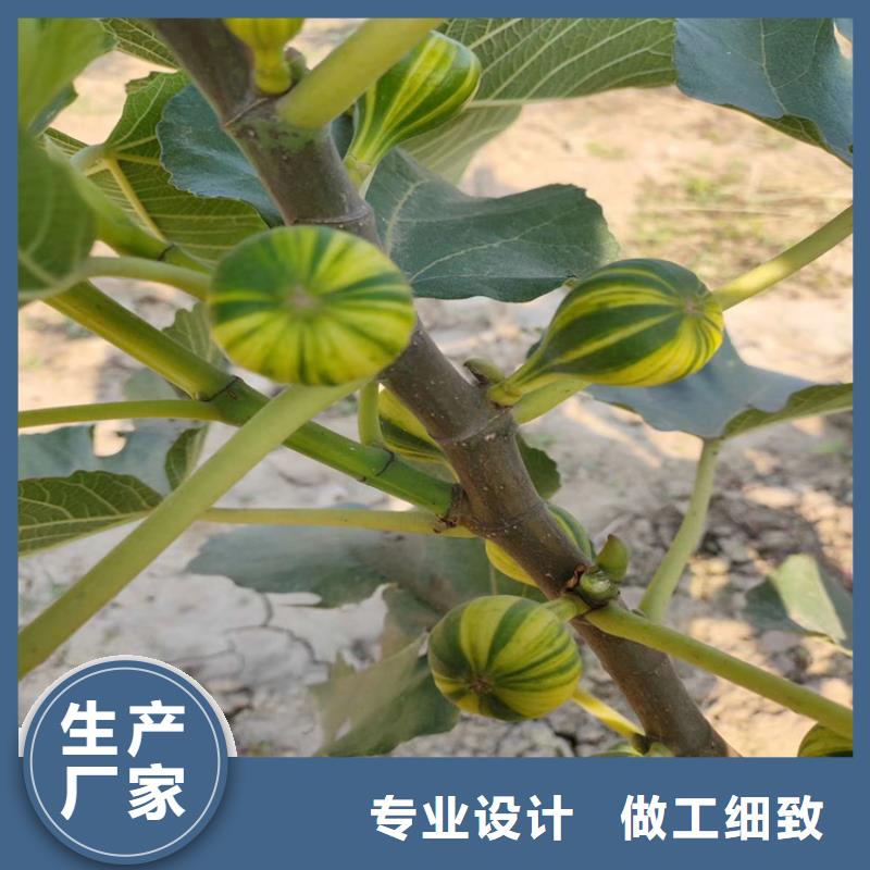 无花果梨树苗厂家质量过硬