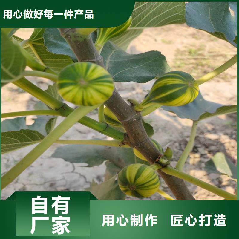 【无花果,苹果苗一手货源源头厂家】