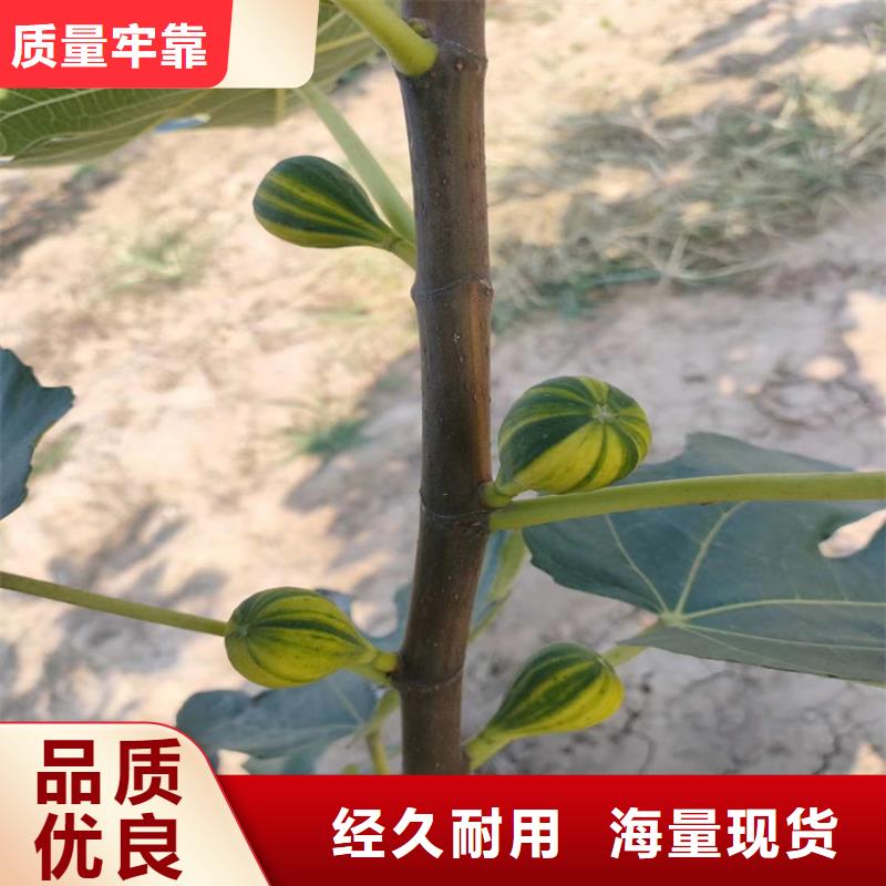 无花果桃树苗严选用料