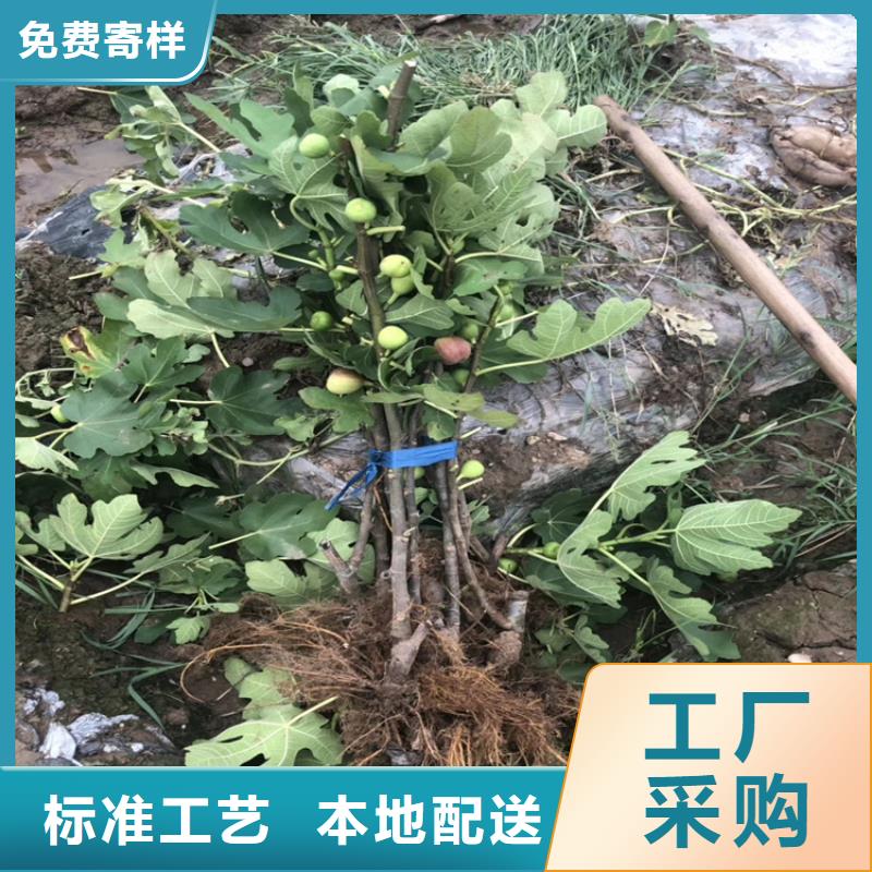 无花果桃树苗用品质说话