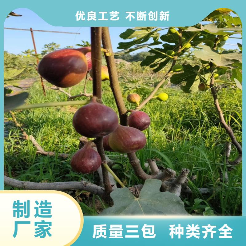 【无花果】苹果苗质量检测